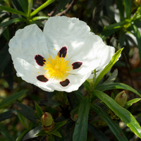 Hydrolat<br>Ciste ladanifère<br><span style="color:white">.</span>